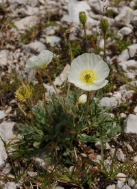 Alpine poppy papaver burseri